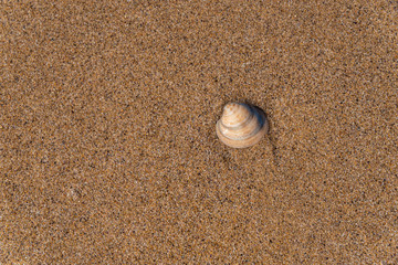Concha en la arena de una playa del Mediterráneo