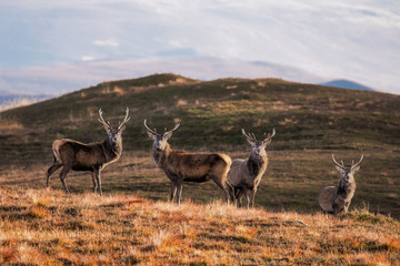 Red Deer Stags in Glen Loth