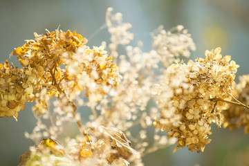 beautiful golden wild flower in the garden, background
