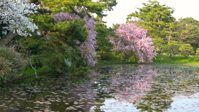 Zoom Shot of Cherry Blossoms over Reflective Lotus Pond in Japan