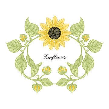 Sunflower. Set of elements for design Colored vector illustration. In art nouveau style, vintage, old, retro style..