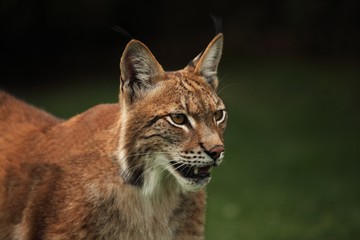 The Eurasian lynx (Lynx lynx) staying in front of the forest. Young male with green background. Lynx portrait in morning sun.