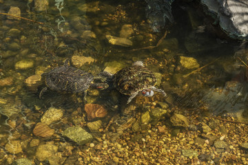 Red-eared turtles swimming in the pond