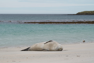 Fototapeta premium Leopard Seal (Hydrurga leptonyx) resting on a sandy beach Bleaker Island in the Falkland Islands.