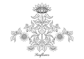Sunflower. Set of elements for design Vector illustration. Outline hand drawing in art nouveau style, vintage, old, retro style.