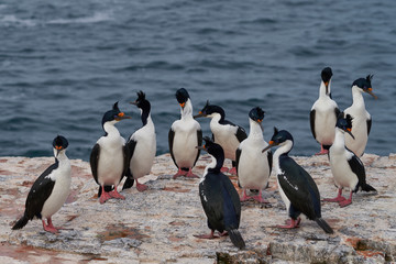 Large group of Imperial Shag (Phalacrocorax atriceps albiventer) on the coast of Bleaker Island on the Falkland Islands