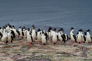 Large group of Imperial Shag (Phalacrocorax atriceps albiventer) on the coast of Bleaker Island on the Falkland Islands