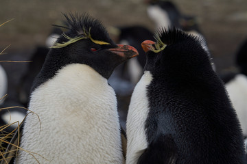 Rockhopper Penguins (Eudyptes chrysocome) at their nesting site on the cliffs of Bleaker Island in...
