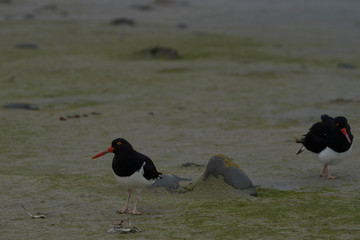 Magellanic Oystercatcher (Haematopus leucopodus) on the shore of Bleaker Island in the Falkland Islands.