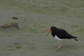 Magellanic Oystercatcher (Haematopus leucopodus) on the shore of Bleaker Island in the Falkland Islands.
