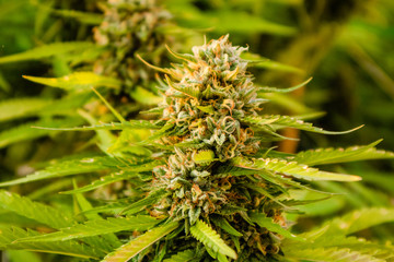 Mature Cannabis plant