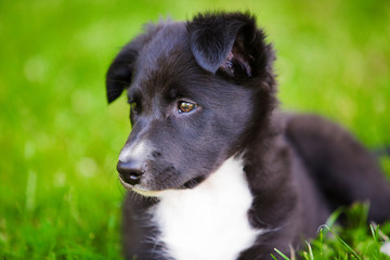 Puppy sitting on a green grass in a city park.  Clouse up of a Happy Border Collie Puppy Sitting on green grass.
