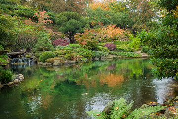  Fantastic autumn in Japanese garden in Kaiserslautern.  Scenic Pond with orange colors , colorful carps KOI in water