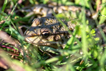 Macro close-up of a European green toad (Bufo viridis) frog in the grass