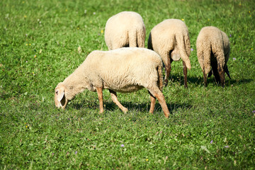 Naklejka na ściany i meble four sheep grazing in a green meadow