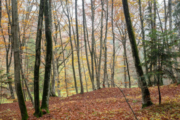 2019_11_1_Cei lake in Trentino, having a walk in the woodland in autumn season