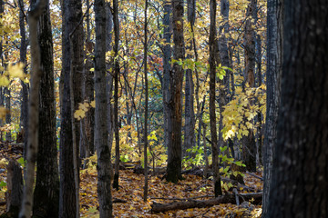 Beautiful yellow fall leaves in a forest during the autumn sunshine