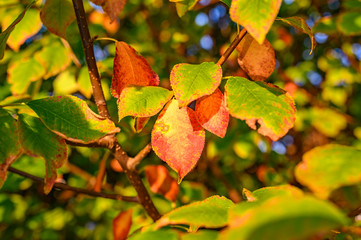 Colorful autumn leaves in the evening sunlight.