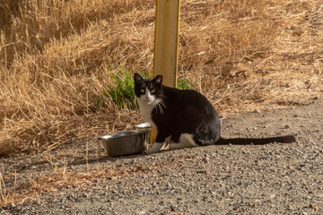 A Black and White Cat Eating from a Bowl