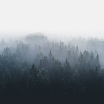 Fototapeta Pine forest in early morning fog 2