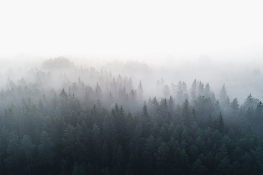 Las sosnowy we wczesnej porannej mgle 1