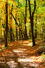 Fototapeta premium A pathway through a wood in the autumn