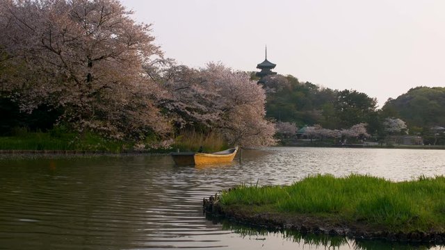 Tracking Shot of Cherry Blossoms by Pagoda over Pond in Japan