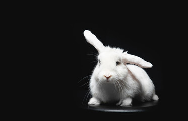 White fluffy rabbit with long ears on black isolated background