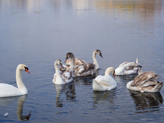 Swan family swims on the lake
