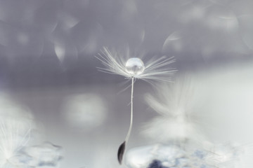 Dandelion fluff on a blurred silver background with bokeh. Macrophoto