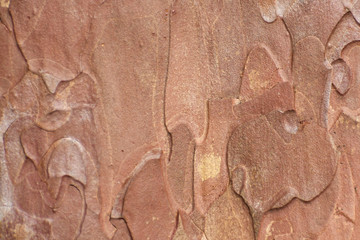 Pine  tree bark pattern and texture (closeup)