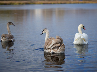 Swan family swims on the lake