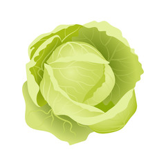 Fresh juicy cabbage on a white background.