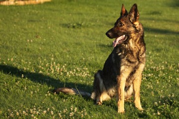 A German Shepherd Dog portrait with a green background. Wolf-grey color working line German Shepherd Dog portrait.