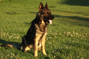 A German Shepherd Dog portrait with a green background. Wolf-grey color working line German Shepherd Dog portrait.