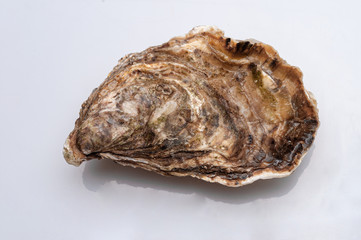 Fresh opened oyster on white background