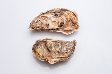 Fresh opened oyster on white background