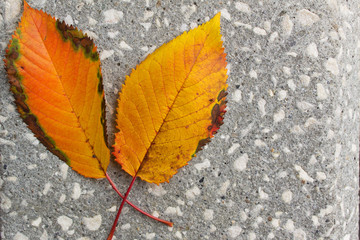 two yellow autumn leaves on the grey asphalt city road ground