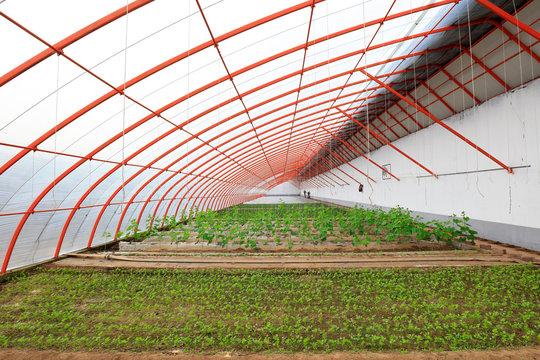 Cucumber cilant seedlings in Greenhouse