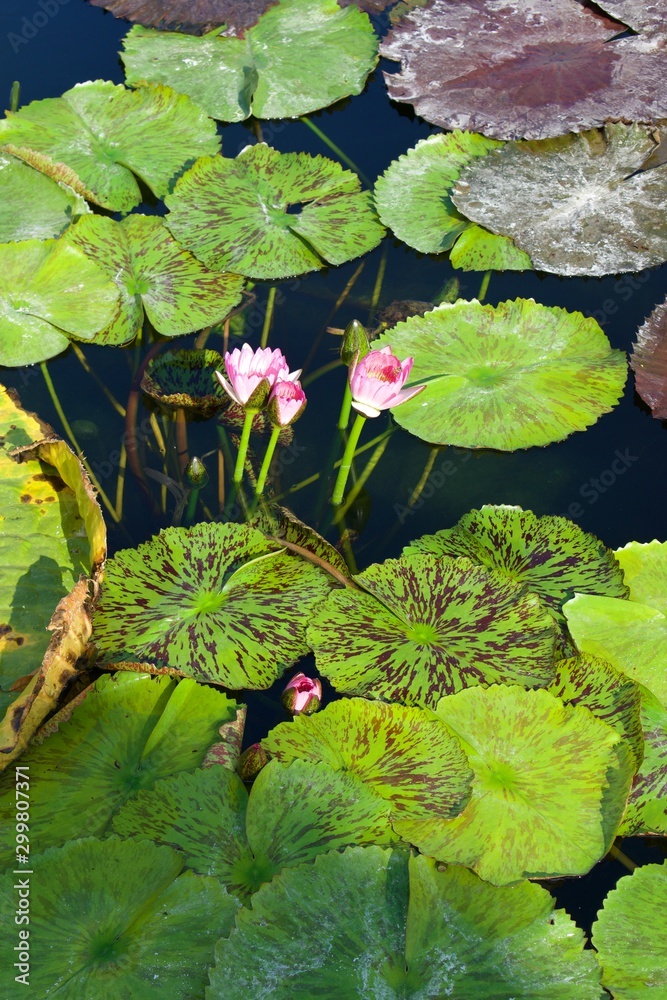 Poster Man made pond with water lillies