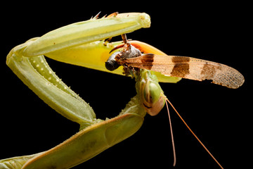 Green Praying mantis eating a grasshoper