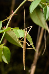 stick insect (Bacillus rossius) in rose