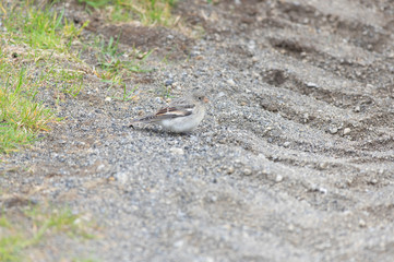 Bird