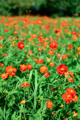 Obraz na płótnie Canvas Field of Cosmos flowers, Hamarikyu Gardens, Chuo City, Tokyo, Honshu, Japan