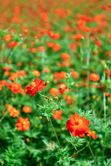 Field of Cosmos flowers, Hamarikyu Gardens, Chuo City, Tokyo, Honshu, Japan