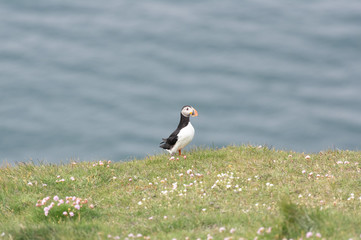Puffin