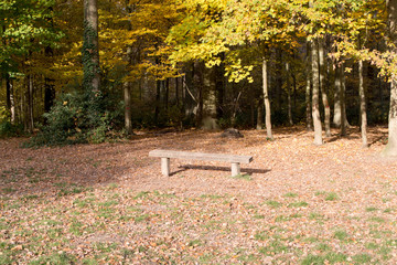 Banc Forêt en automne