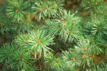 Christmas tree with hundreds of fir cones on branches,