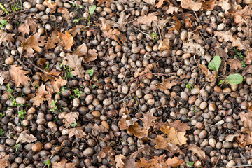 Parterre de noisettes