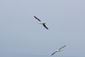 Brid in flight